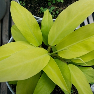 Philodendron Ceylon Beauty